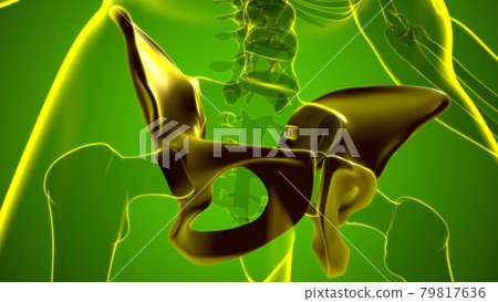 Human Skeleton Hip or Pelvic bone Anatomy For Medical Concept Human Skeleton Hip or Pelvic bone Anatomy For Medical Concept 79817636