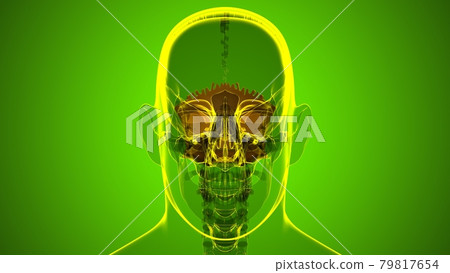 Human Skeleton Skull Occipital Bone Anatomy For Medical Concept Human Skeleton Skull Occipital Bone Anatomy For Medical Concept 79817654