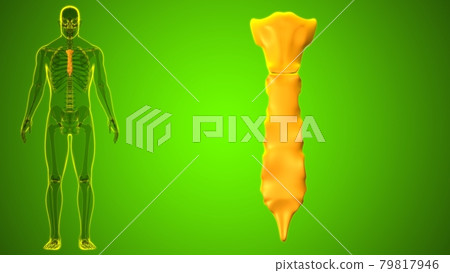 Human Skeleton Sternum Bone Anatomy For Medical Concept Human Skeleton Sternum Bone Anatomy For Medical Concept 79817946