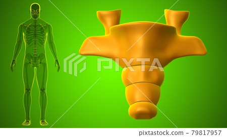 Human Skeleton Vertebral Column Coccyx or tail bone Anatomy 79817957