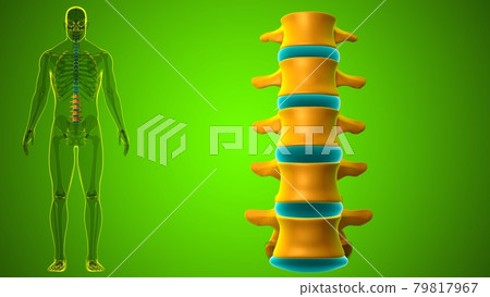 Human Skeleton Vertebral Column Lumbar Vertebrae Anatomy Human Skeleton Vertebral Column Lumbar Vertebrae Anatomy 79817967