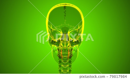 Human Teeth Canine Anatomy 3D Illustration Human Teeth Canine Anatomy 3D Illustration 79817984