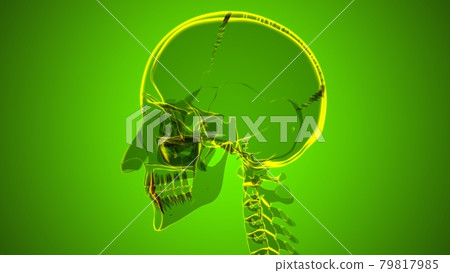 Human Teeth Canine Anatomy 3D Illustration Human Teeth Canine Anatomy 3D Illustration 79817985