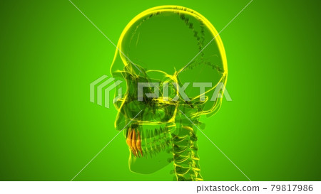 Human Teeth Incisors Anatomy 3D Illustration 79817986