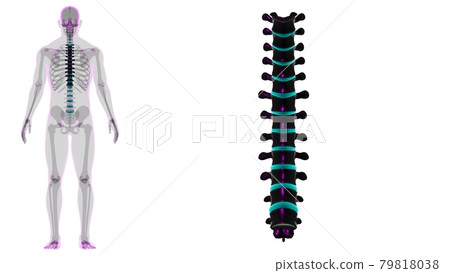 Human Skeleton Vertebral Column Thoracic Vertebrae Anatomy 79818038
