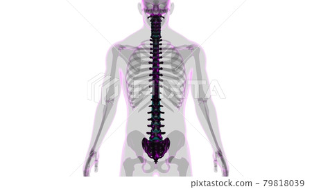 Human Skeleton Vertebral Column Vertebrae Anatomy 79818039