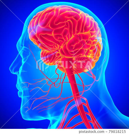 Human Brain Anatomy For Medical Concept 3D Rendering Human Brain Anatomy For Medical Concept 3D Rendering 79818215