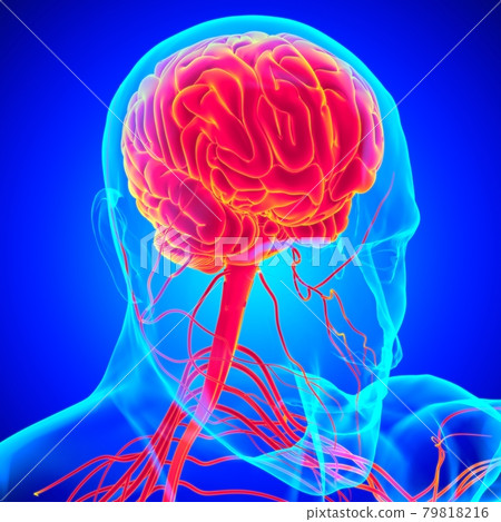 Human Brain Anatomy For Medical Concept 3D Rendering Human Brain Anatomy For Medical Concept 3D Rendering 79818216