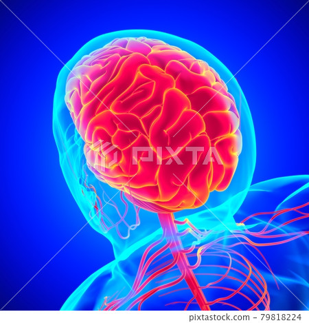 Human Brain Anatomy For Medical Concept 3D Human Brain Anatomy For Medical Concept 3D 79818224