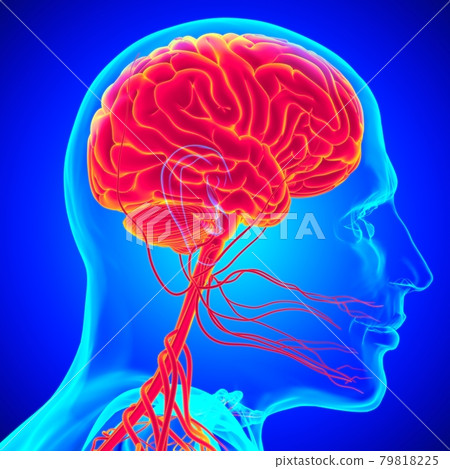 Human Brain Anatomy For Medical Concept 3D Human Brain Anatomy For Medical Concept 3D 79818225