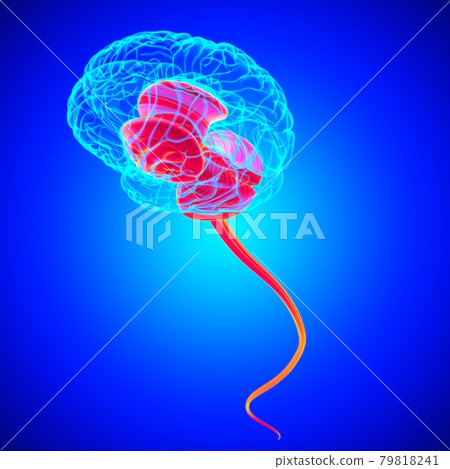 Human Brain inner parts Anatomy For Medical Concept 3D Human Brain inner parts Anatomy For Medical Concept 3D 79818241