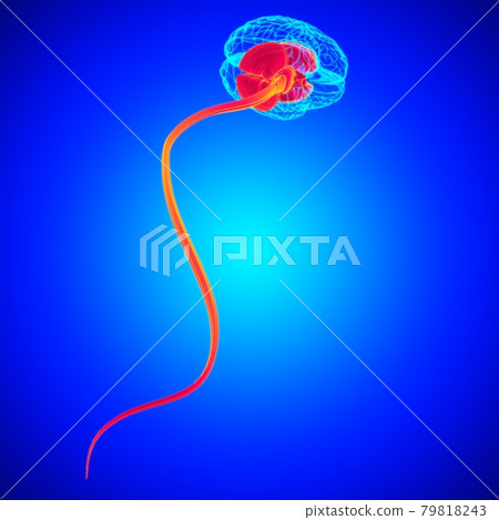 Human Brain inner parts Anatomy For Medical Concept 3D 79818243
