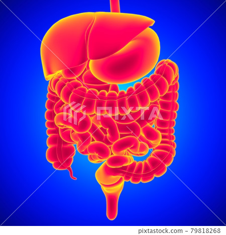 Human Digestive System Anatomy For Medical Concept 3D Rendering Human Digestive System Anatomy For Medical Concept 3D Rendering 79818268