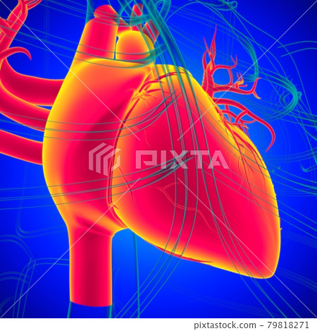 Human Heart Anatomy For Medical Concept 3D Rendering 79818271