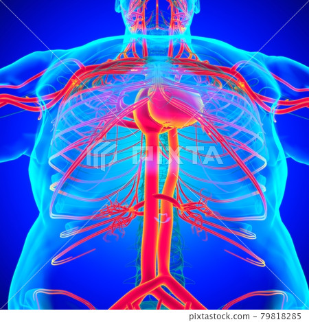 Human Heart With Circulatory System Anatomy For Medical Concept 3D Human Heart With Circulatory System Anatomy For Medical Concept 3D 79818285