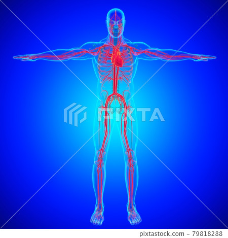 Human Heart With Circulatory System Anatomy For Medical Concept 3D 79818288