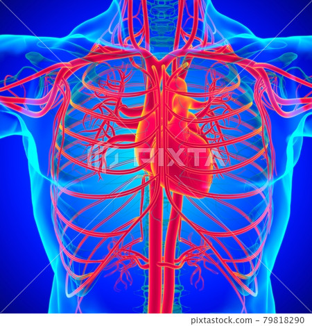 Human Heart With Circulatory System Anatomy For Medical Concept 3D 79818290
