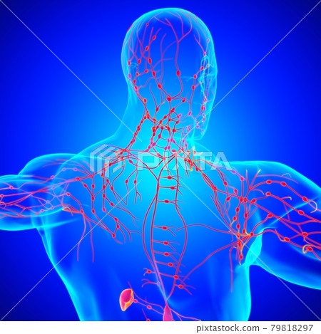 Human Lymph Nodes Anatomy For Medical Concept 3D Rendering 79818297