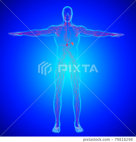 Human Lymph Nodes Anatomy For Medical Concept 3D Rendering 79818298