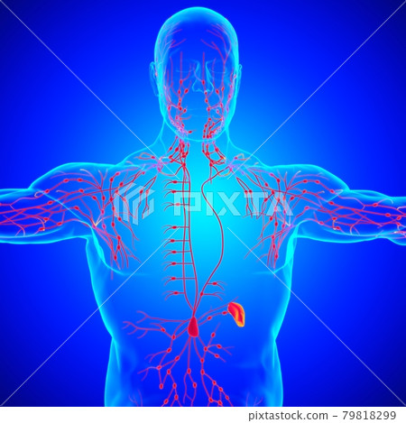 Human Lymph Nodes Anatomy For Medical Concept 3D Rendering Human Lymph Nodes Anatomy For Medical Concept 3D Rendering 79818299