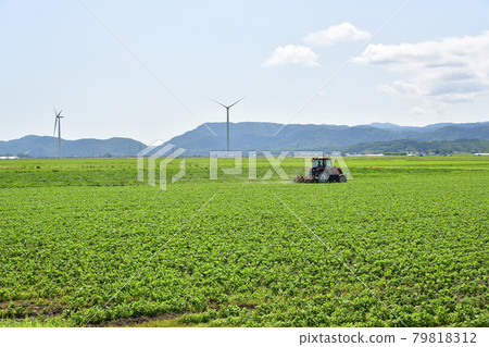 Photographing a landscape of weeding a soybean field with a tractor in Esashi, Hokkaido in the summer 79818312