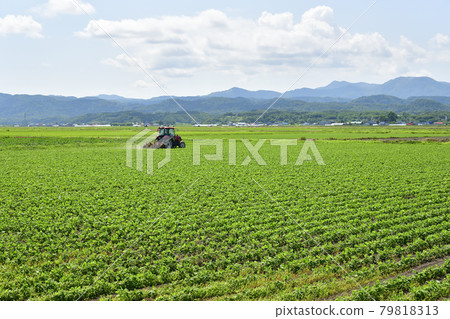 Photographing a landscape of weeding a soybean field with a tractor in Esashi, Hokkaido in the summer 79818313