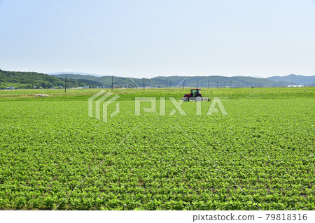 Photographing a landscape of weeding a soybean field with a tractor in Esashi, Hokkaido in the summer Photographing a landscape of weeding a soybean field with a tractor in Esashi, Hokkaido in the summer 79818316