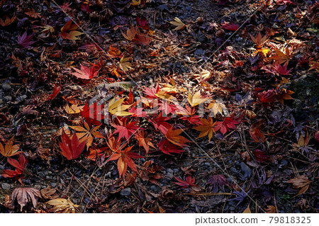 秋天的樹葉 79818325