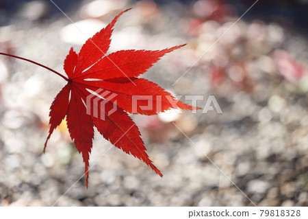 秋天的樹葉 79818328