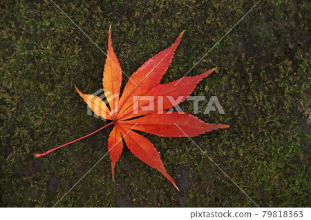 Autumn leaves Autumn leaves 79818363