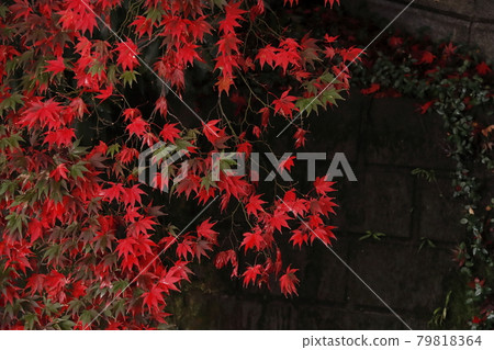 Autumn leaves Autumn leaves 79818364