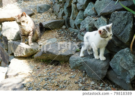 一隻流浪小貓在風景優美的花壇裡跑來跑去 一隻流浪小貓在風景優美的花壇裡跑來跑去 79818389