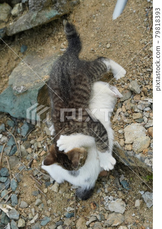 A stray kitten running around in a beautifully landscaped flowerbed A stray kitten running around in a beautifully landscaped flowerbed 79818393
