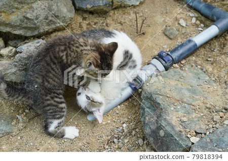 A stray kitten running around in a beautifully landscaped flowerbed A stray kitten running around in a beautifully landscaped flowerbed 79818394