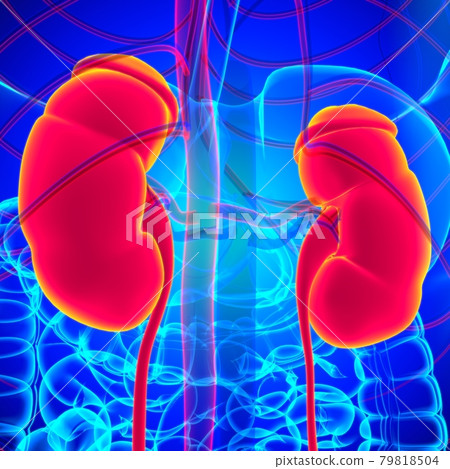 Human Urinary System Kidneys with Bladder Anatomy For Medical Concept 3D Rendering 79818504