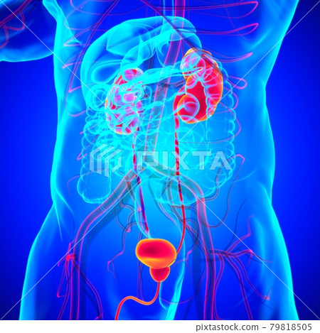 Human Urinary System Kidneys with Bladder Anatomy For Medical Concept 3D Rendering 79818505