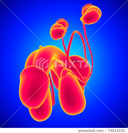 Male Reproductive System Anatomy For Medical Concept 3D Rendering 79818550