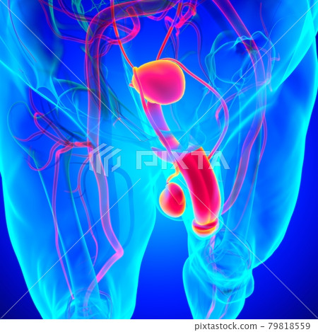 Male Reproductive System Anatomy For Medical Concept 3D Male Reproductive System Anatomy For Medical Concept 3D 79818559