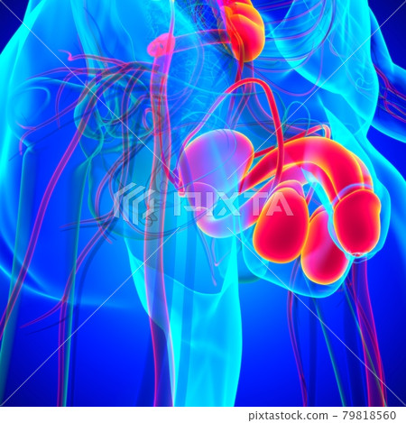 Male Reproductive System Anatomy For Medical Concept 3D Male Reproductive System Anatomy For Medical Concept 3D 79818560