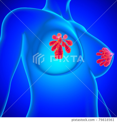 Mammary Glands Anatomy For Medical Concept 3D Mammary Glands Anatomy For Medical Concept 3D 79818561
