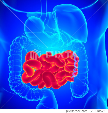 Small Intestine 3D Illustration Human Digestive System Anatomy 79818578