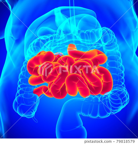 Small Intestine 3D Illustration Human Digestive System Anatomy Small Intestine 3D Illustration Human Digestive System Anatomy 79818579