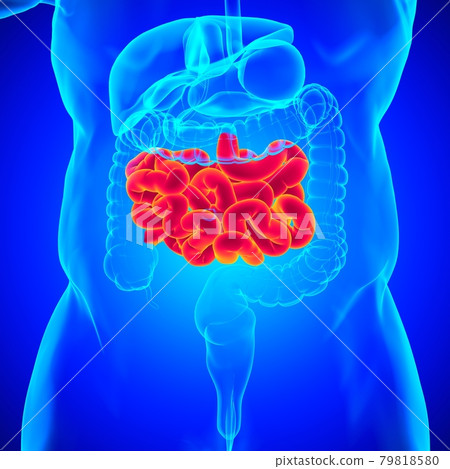 Small Intestine 3D Illustration Human Digestive System Anatomy Small Intestine 3D Illustration Human Digestive System Anatomy 79818580