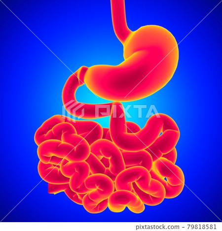 Stomach Anatomy Human Digestive System For Medical Concept 3D Rendering 79818581