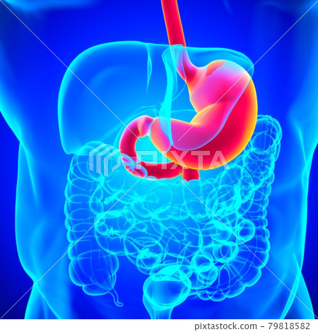 Stomach Anatomy Human Digestive System For Medical Concept 3D Rendering Stomach Anatomy Human Digestive System For Medical Concept 3D Rendering 79818582