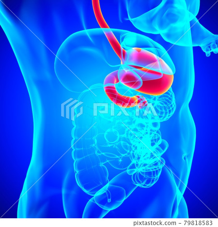 Stomach Anatomy Human Digestive System For Medical Concept 3D Rendering 79818583