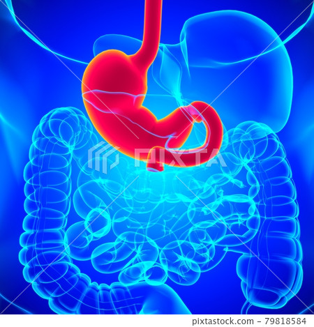 Stomach Anatomy Human Digestive System For Medical Concept 3D Rendering Stomach Anatomy Human Digestive System For Medical Concept 3D Rendering 79818584