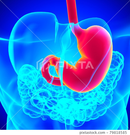 Stomach Anatomy Human Digestive System For Medical Concept 3D Rendering Stomach Anatomy Human Digestive System For Medical Concept 3D Rendering 79818585
