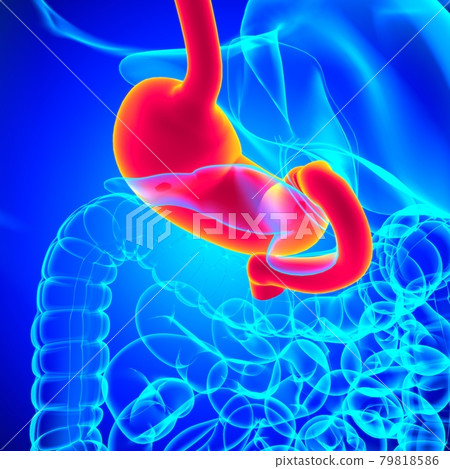 Stomach Anatomy Human Digestive System For Medical Concept 3D Stomach Anatomy Human Digestive System For Medical Concept 3D 79818586