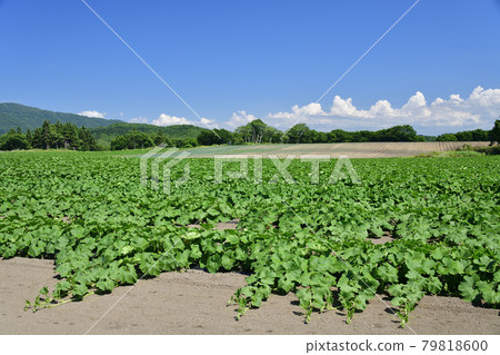 拍攝北海道音部町夏季種植葡萄藤的南瓜地的風景 拍攝北海道音部町夏季種植葡萄藤的南瓜地的風景 79818600